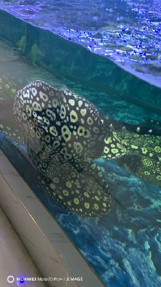 厉害了检疫中就干上了