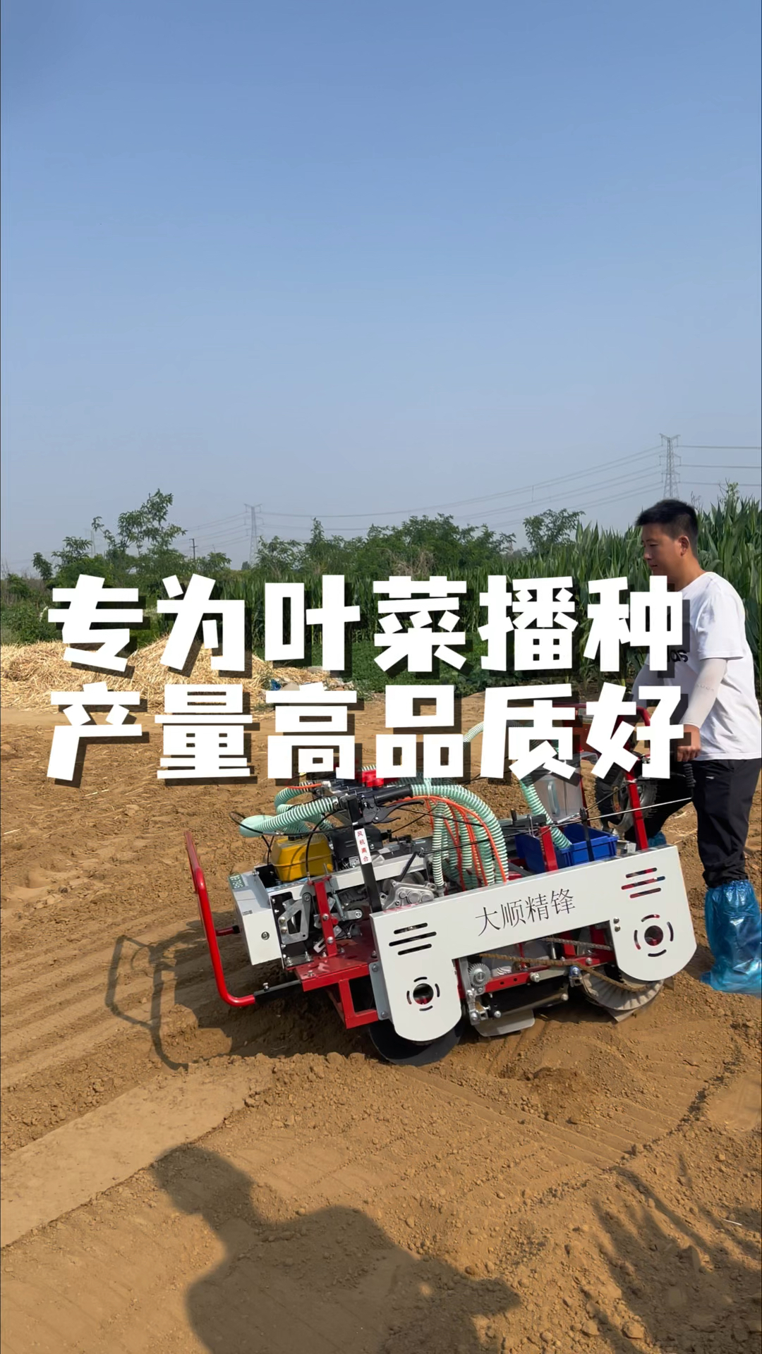 专为叶菜播种,菠菜播种机,气吸香菜播种机