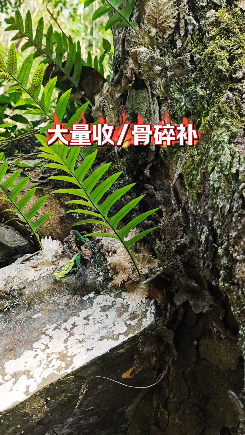 世界上最贵的一种中药材,它就是骨碎补
