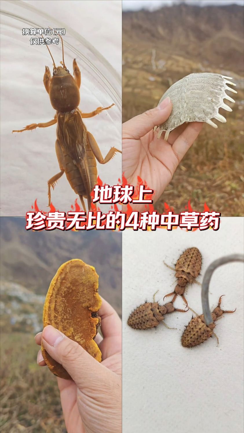 地球上珍贵无比的4种中草药,蝼蛄,甲鱼壳,桑黄,金沙牛