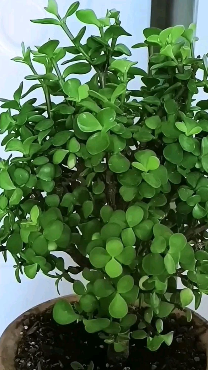 玉树是一种常见的多肉植物,如何修剪玉树使其变粗变好看