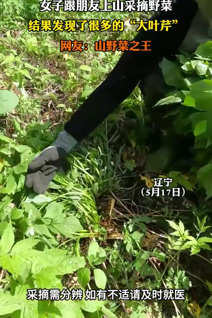 女子跟朋友上山采摘野菜,结果发现了很多的“大叶芹”