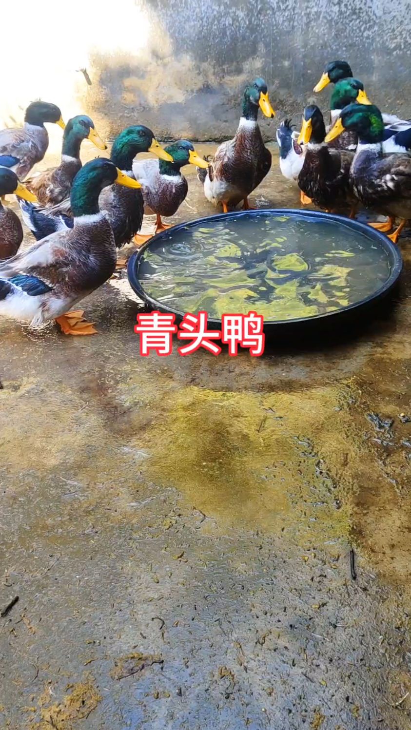 150天青头鸭,肉质鲜美,非常香