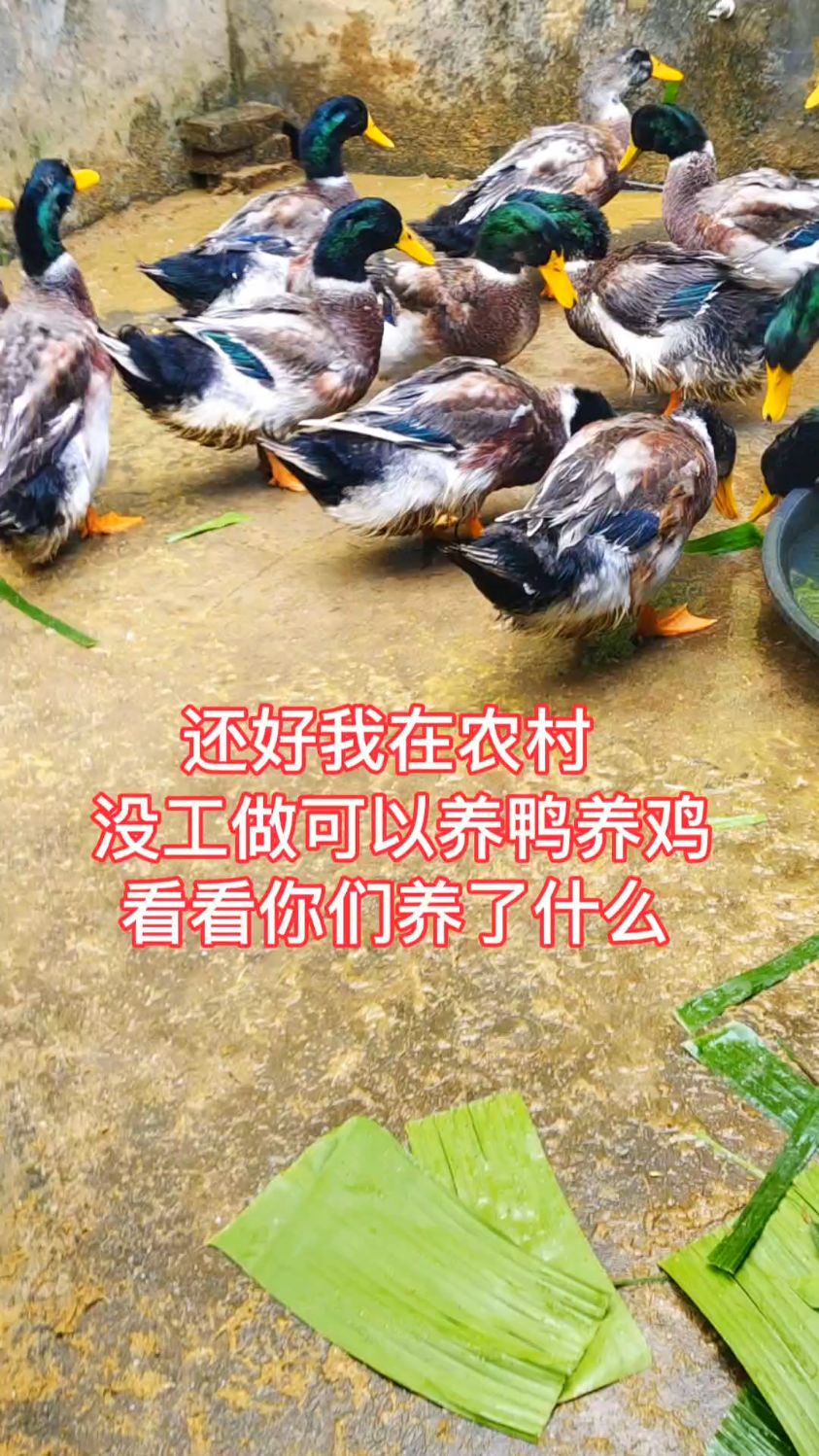 看看我的青头鸭和靓鸡，靓吗？
