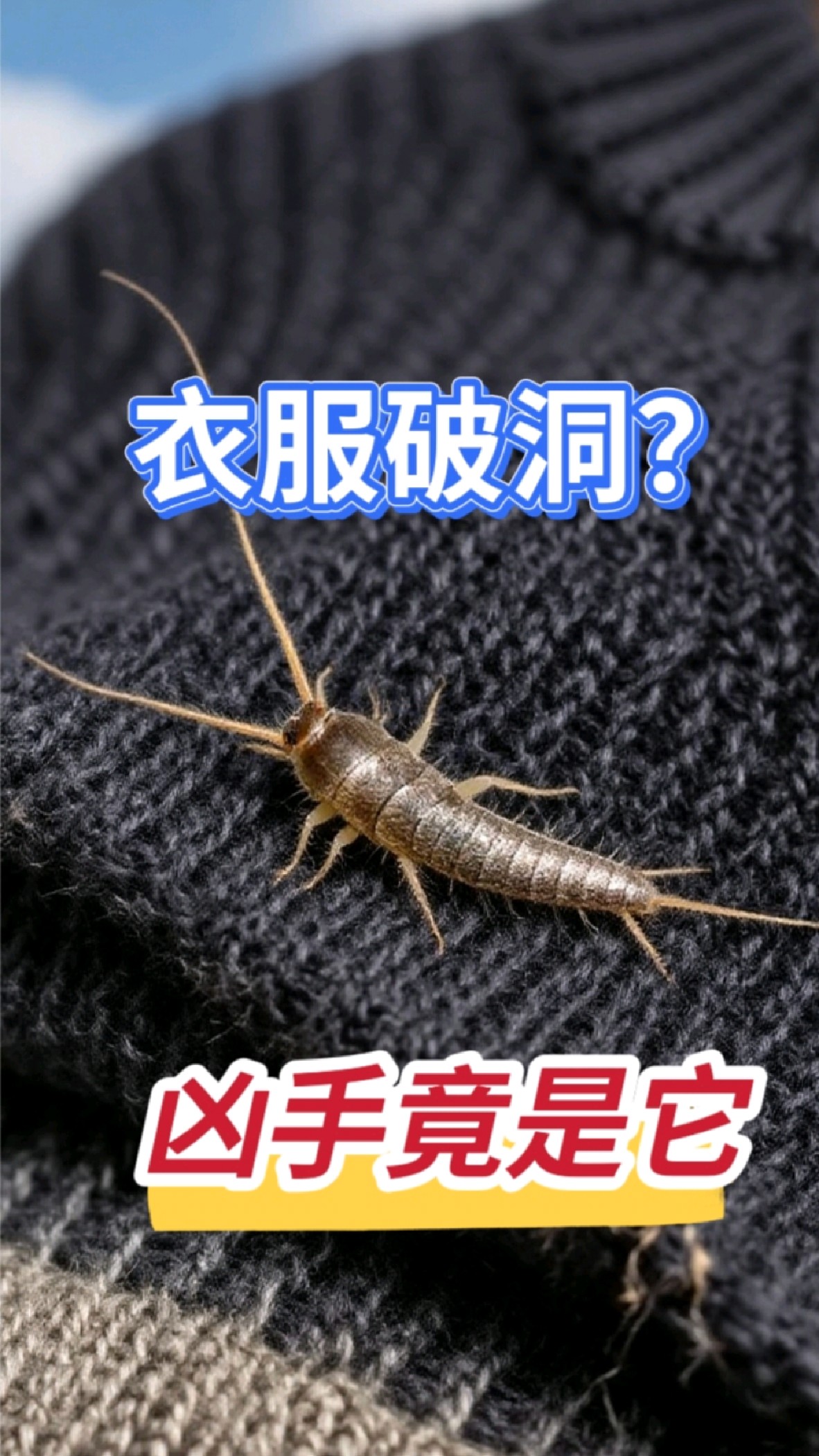 书被啃、衣服被咬?元凶竟是它!教你一招根除衣鱼虫,快收藏!