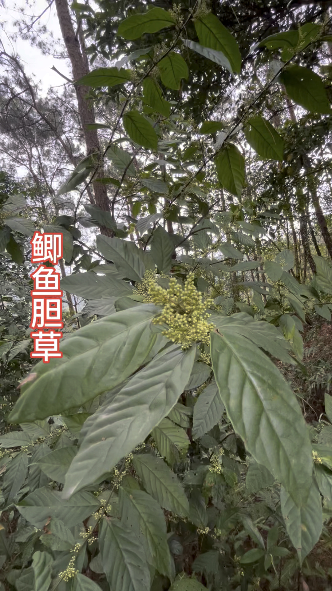 如今了解它的人不多了,鲫鱼胆草