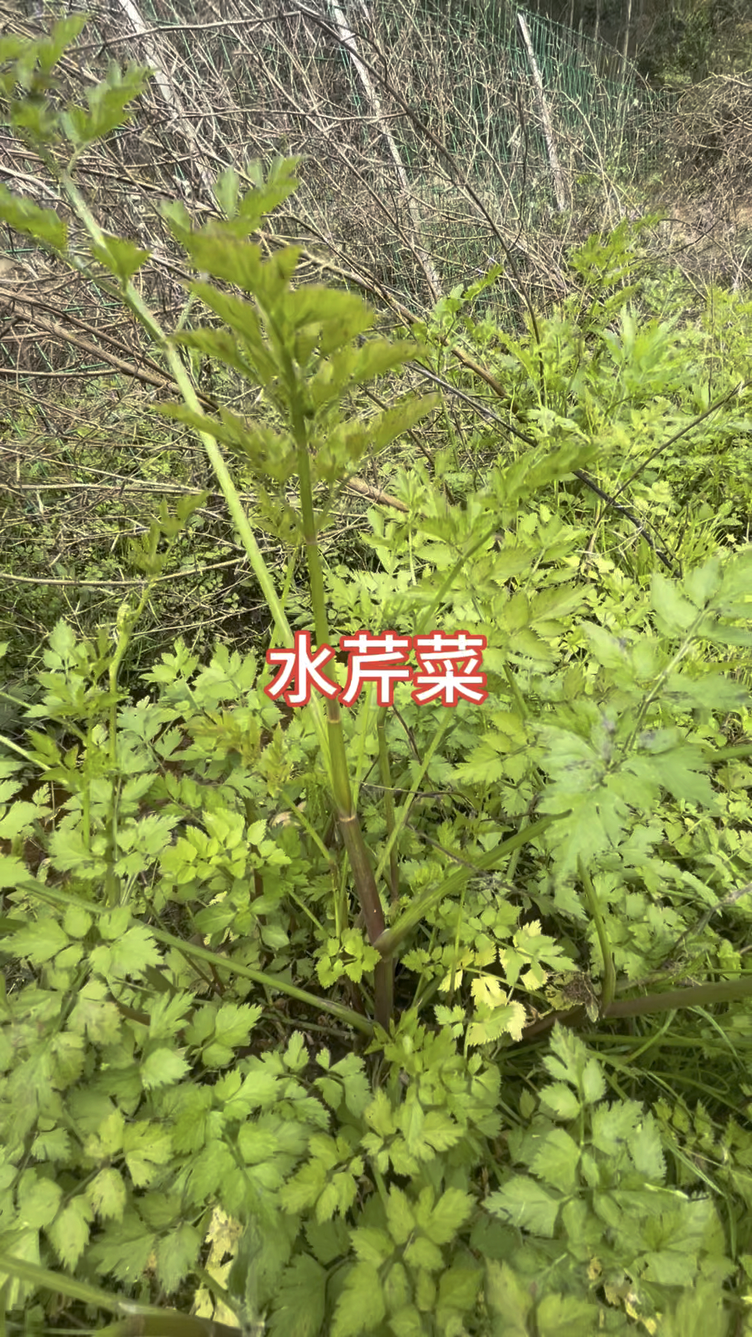 小小水芹菜,居然是个宝,大自然赐予我们的礼物