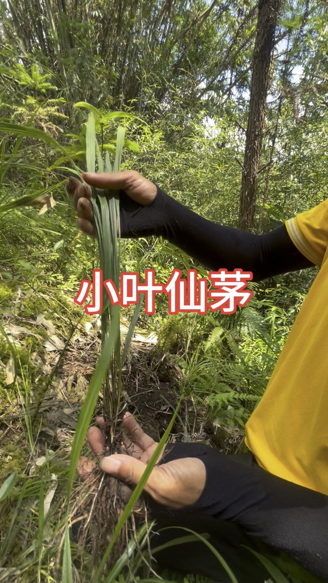 能与巴戟天媲美的植物,小叶仙茅#一日一植物 #植物科普#中草文化