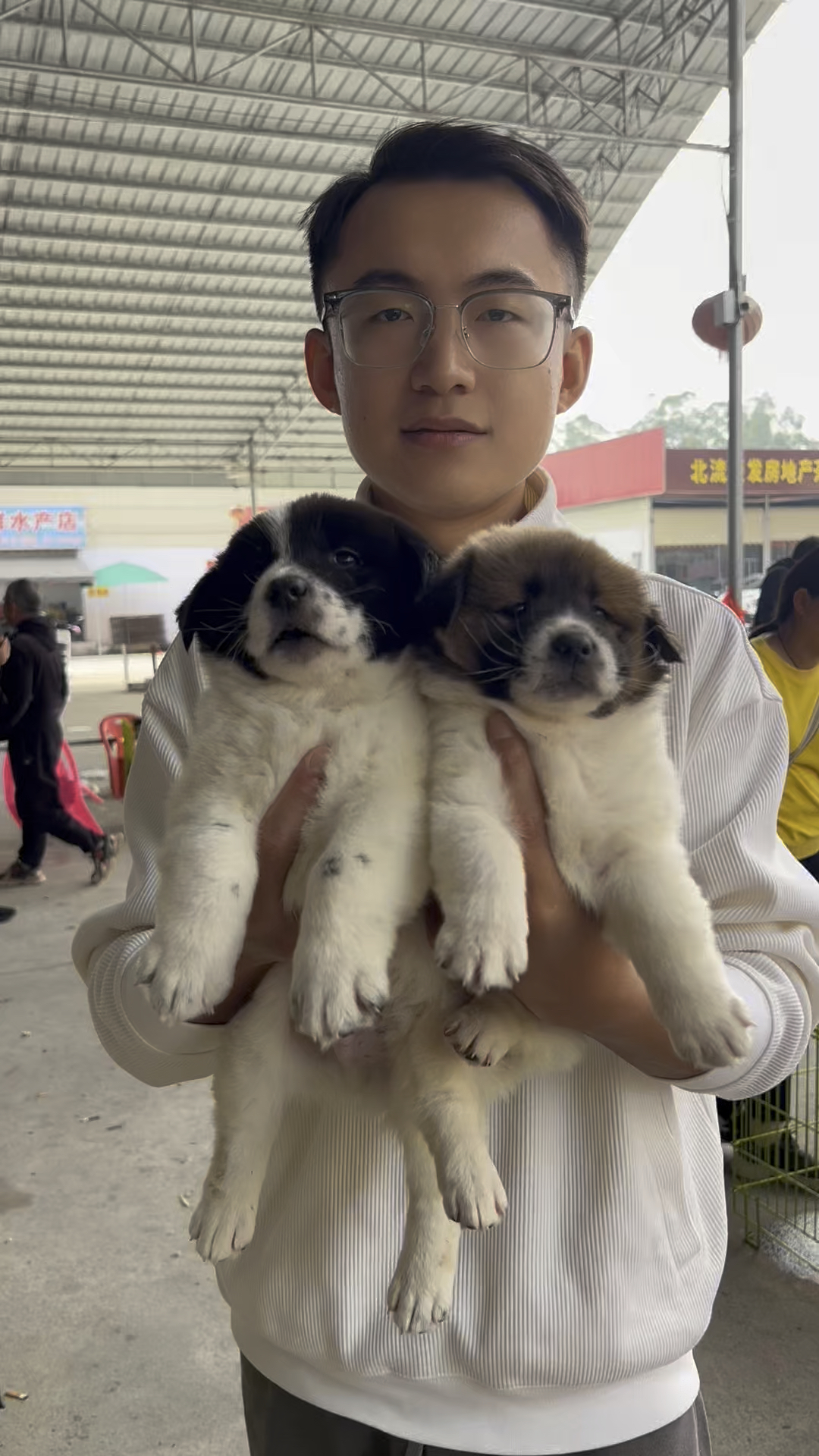 黑白花黄白花小狗