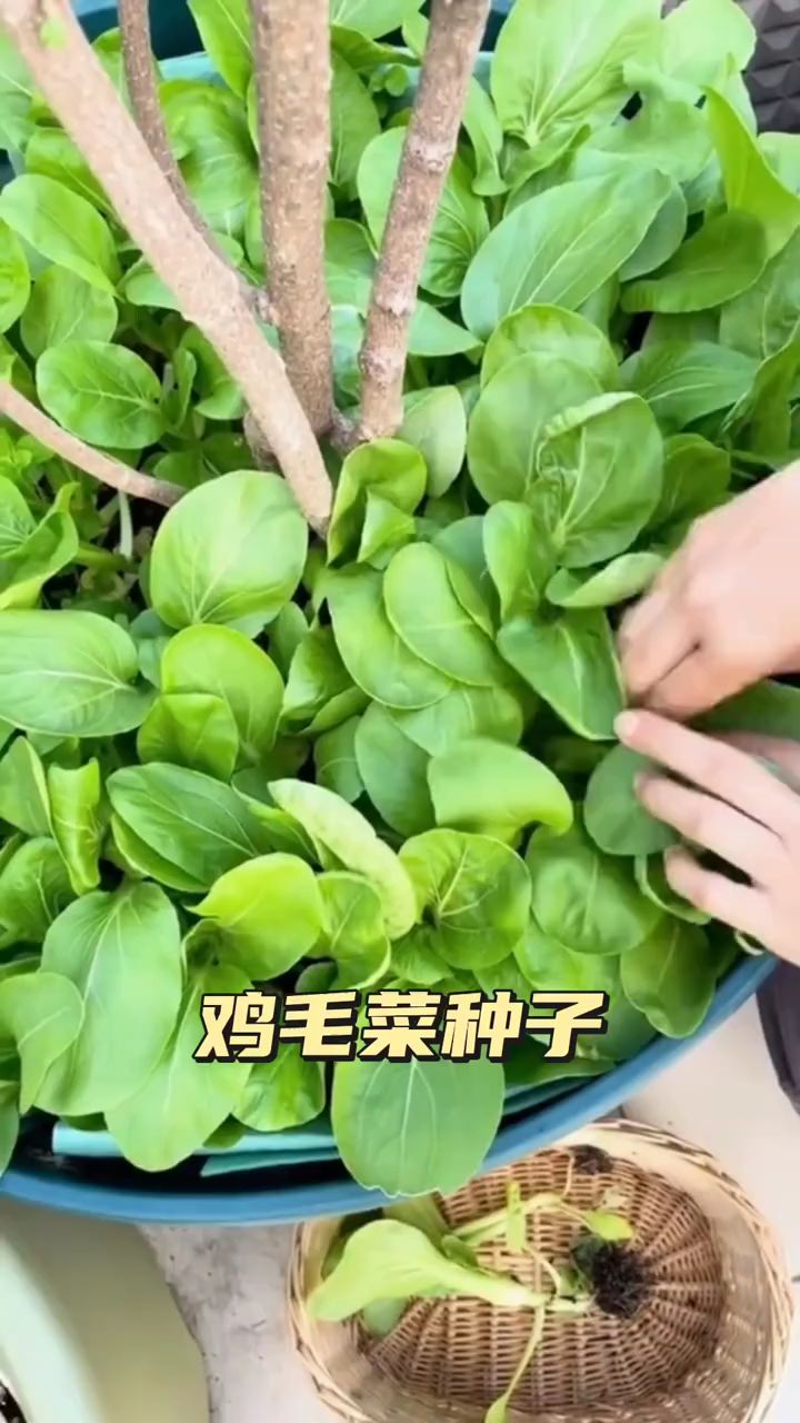 鸡毛菜种子青油菜速生小青菜蔬菜秋冬季种籽耐寒新手易种小油菜