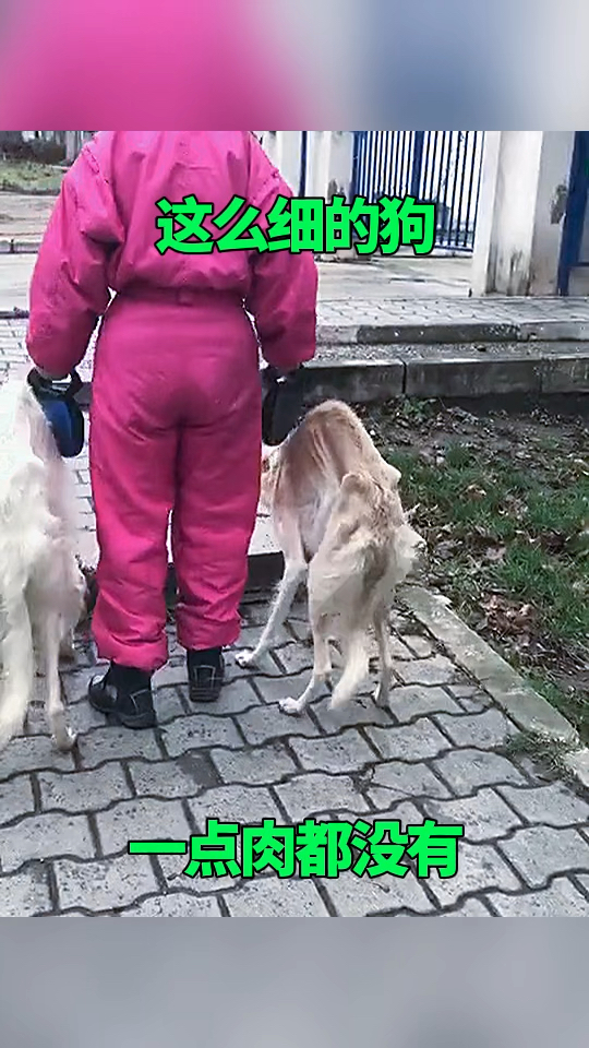 这么细的狗，一点肉都没有！