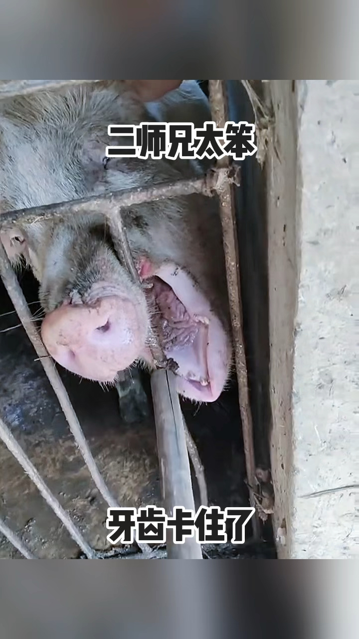 二师兄太笨,牙齿卡住了!