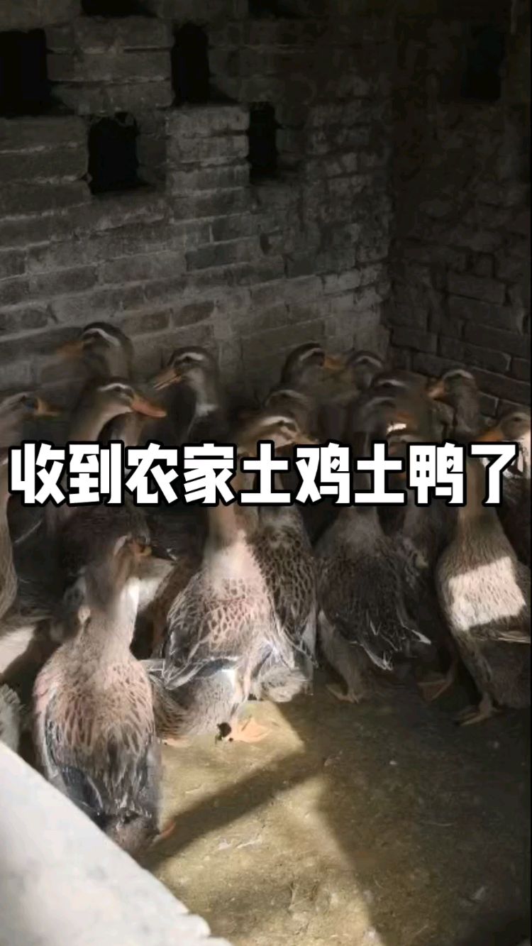现在土鸡土鸭不多了啊!