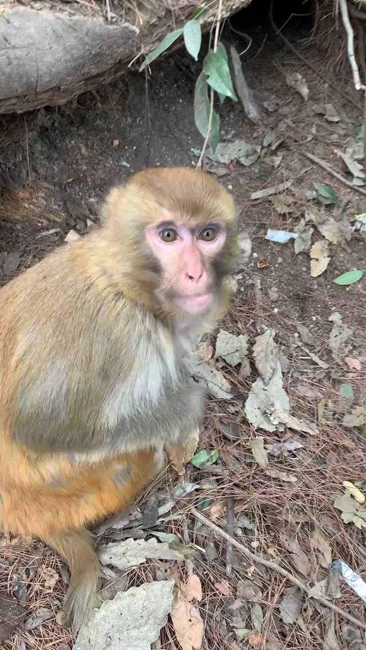 小泡芙长大了,三岁多了。