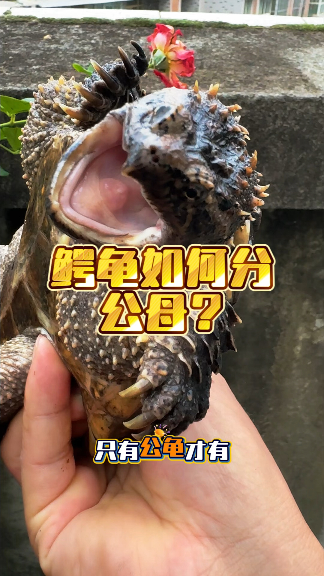 这一期教程教大家鳄龟如何分公母,第一看排泄口,第二看腹甲,第