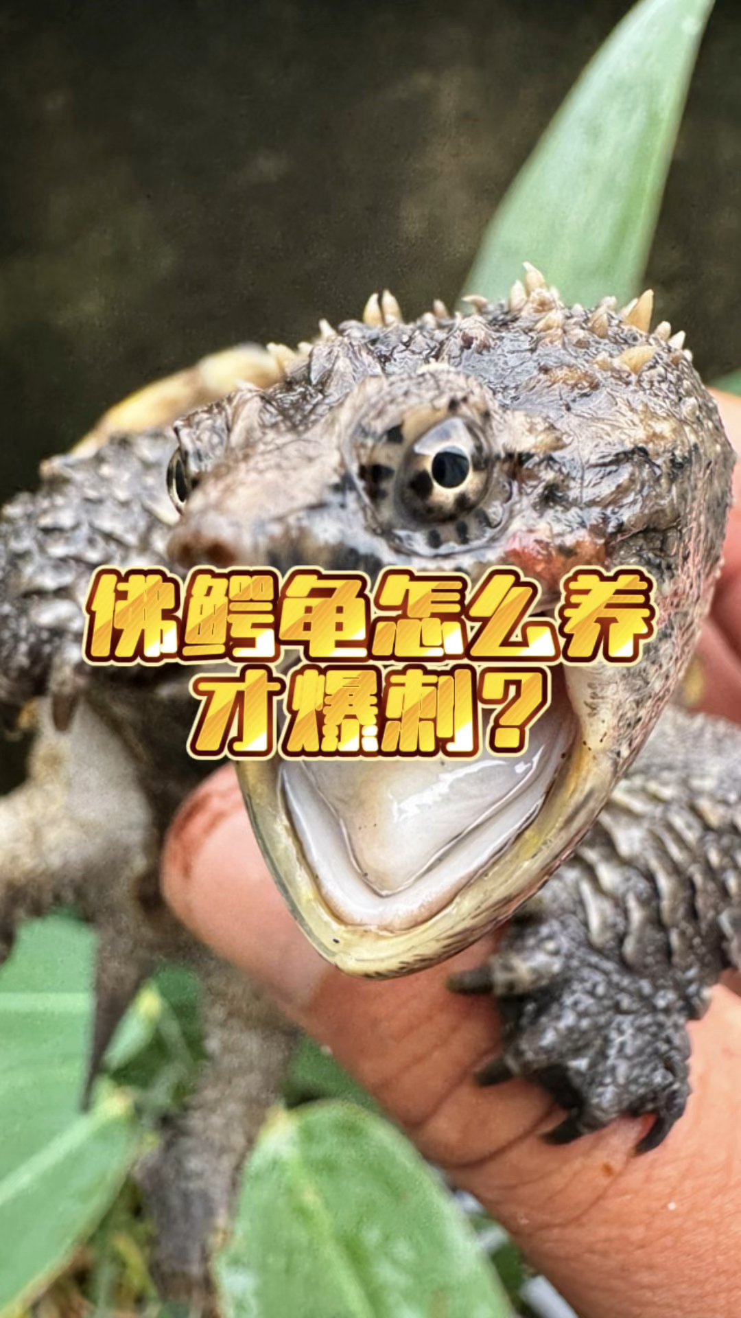 佛鳄龟怎么养才能大爆刺呢,首先要深水饲养水的深度是乌龟背甲的