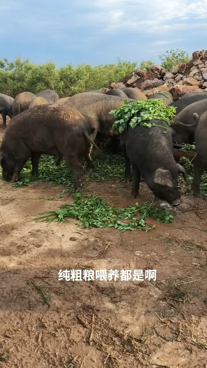 十五个月的跑山黑猪,绿色养殖,生态环境,肉质健康