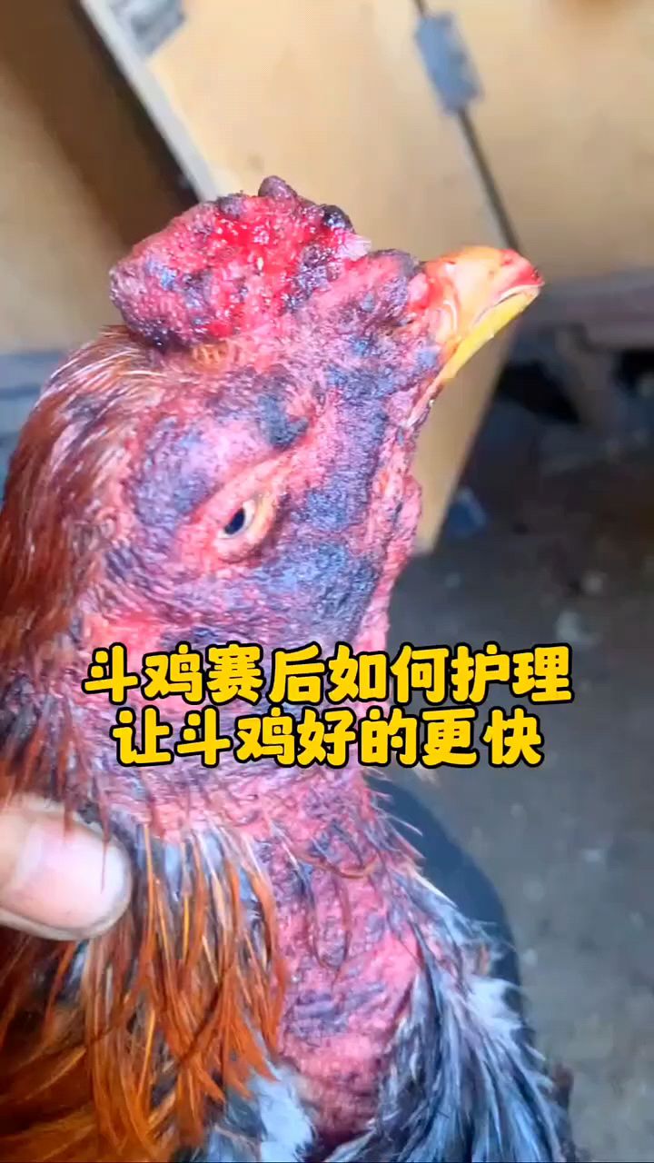 斗鸡赛后怎么护理啊