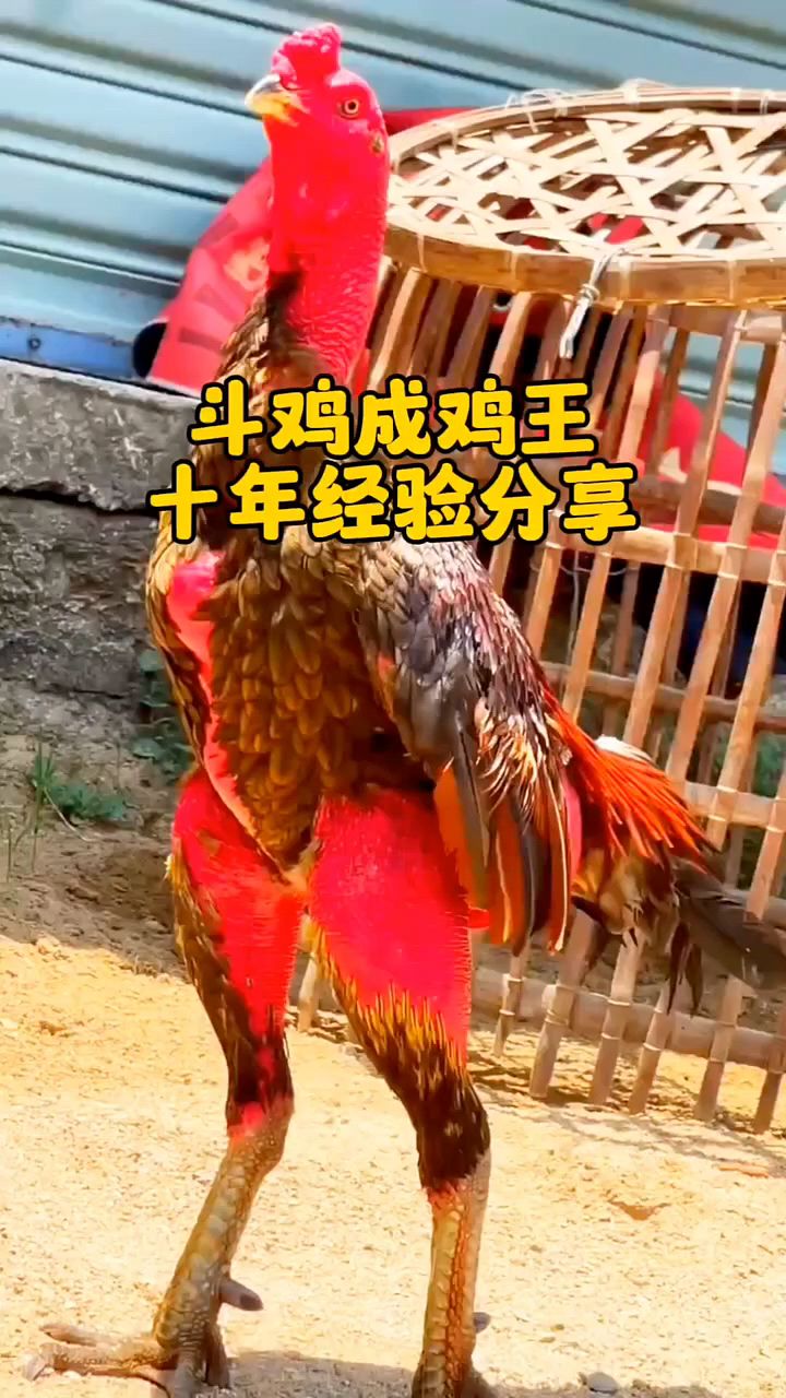 斗鸡成鸡王怎么喂