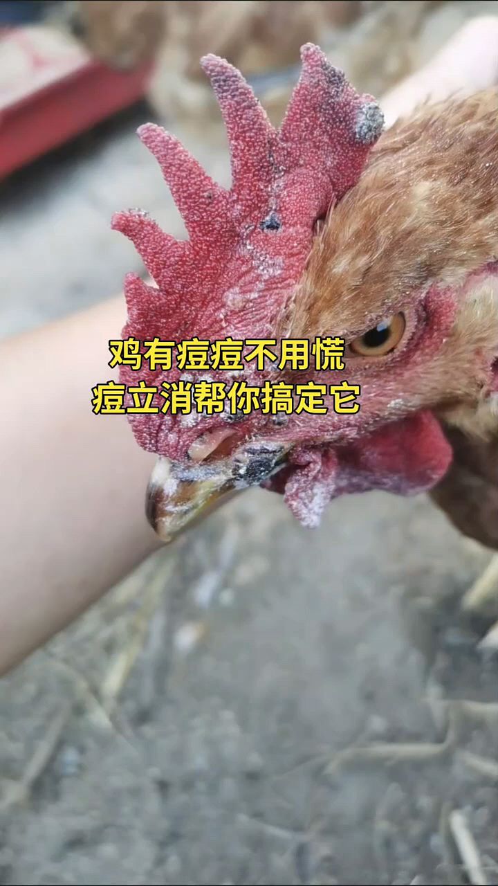 鸡长了很多这样的痘痘。