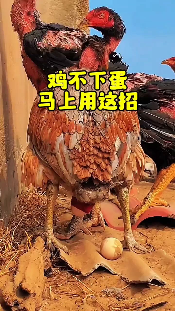 斗鸡不下蛋,马上用这招。