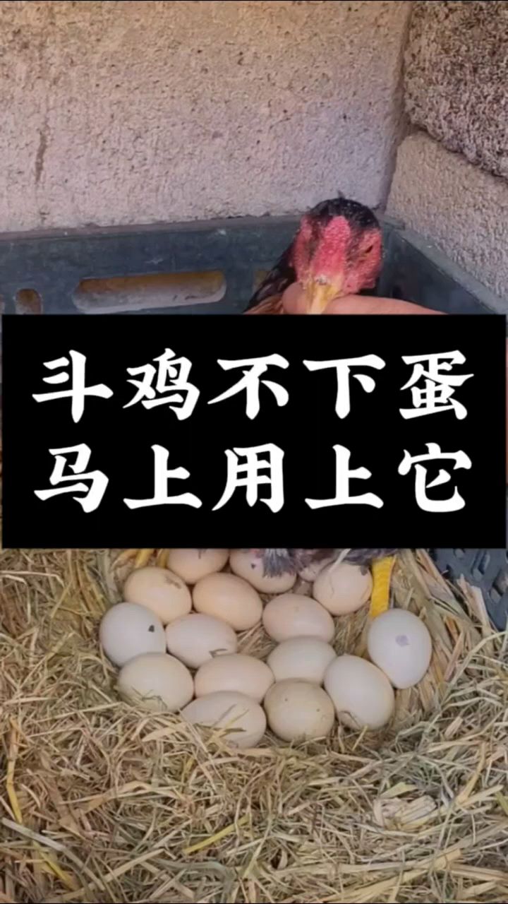 斗鸡不下蛋怎么办?