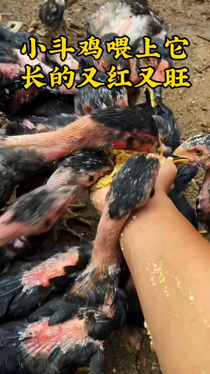 小鸡吃什么长得快