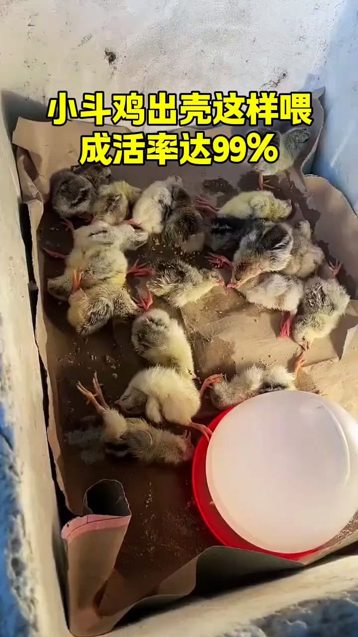 小鸡出壳这样喂成活率就是高