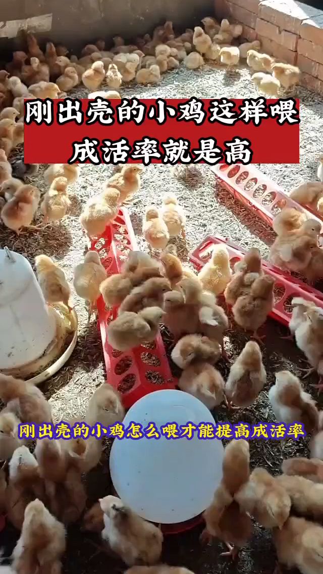 刚出壳的小鸡怎么喂