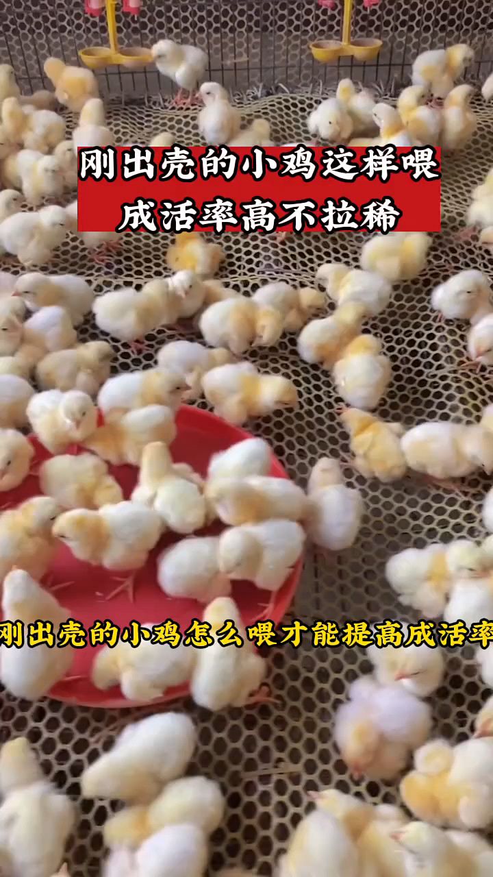 刚出壳的小鸡应该怎么喂?