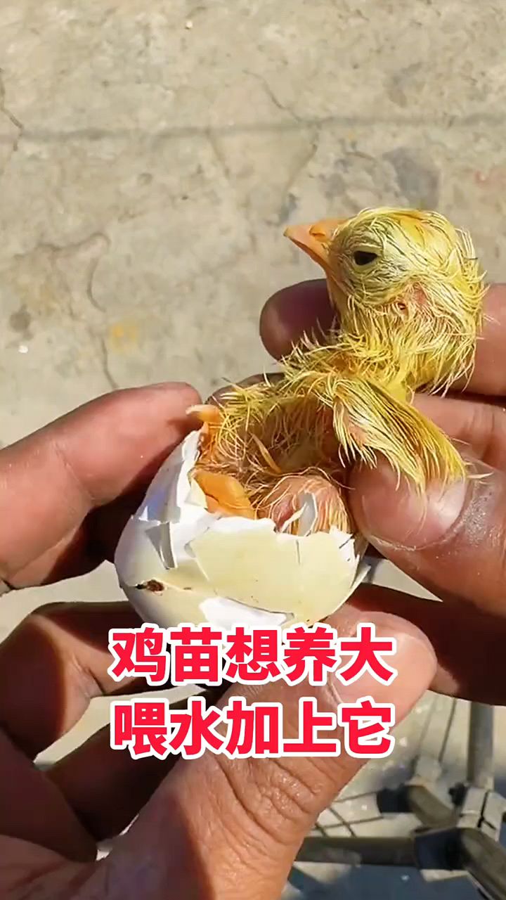 鸡苗养大就用它。