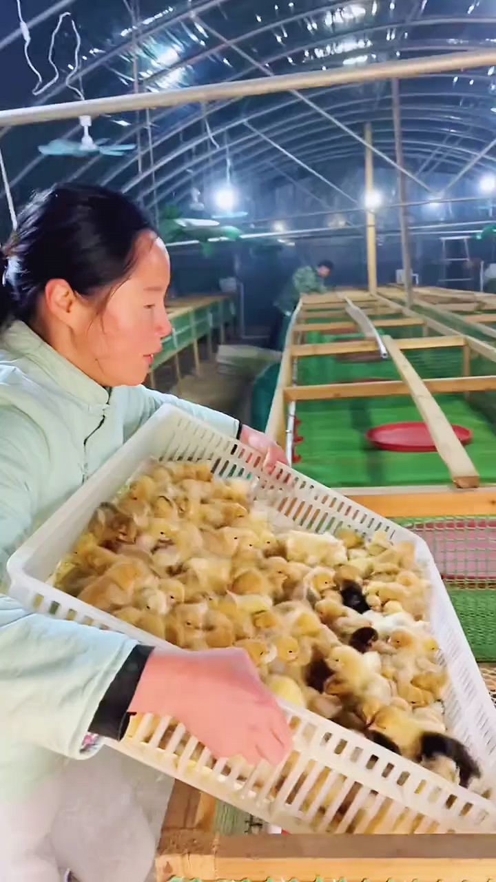 刚出壳的小鸡应该怎么喂?