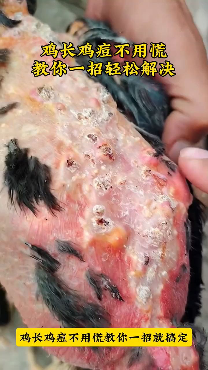 鸡长了很多痘痘,怎么办?