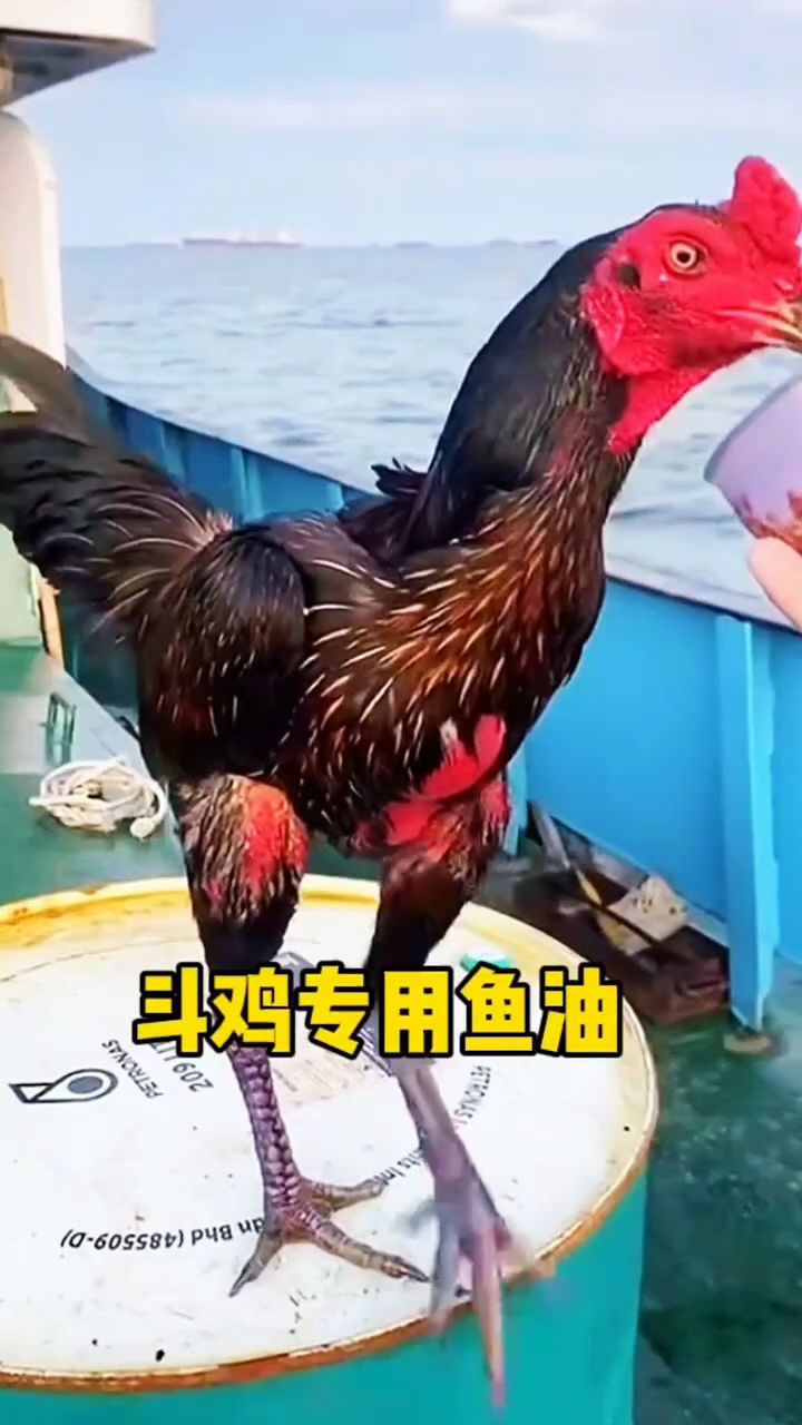 斗鸡专用鱼油啊,效果好