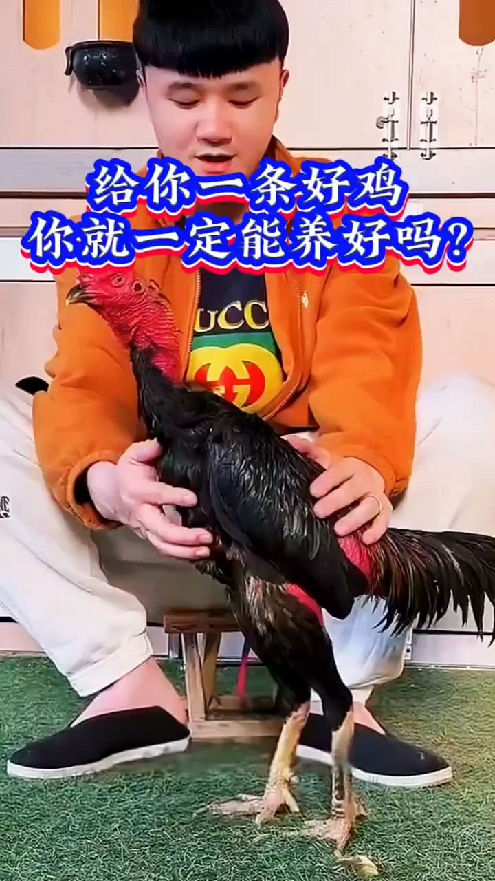 斗鸡怎么喂养好啊