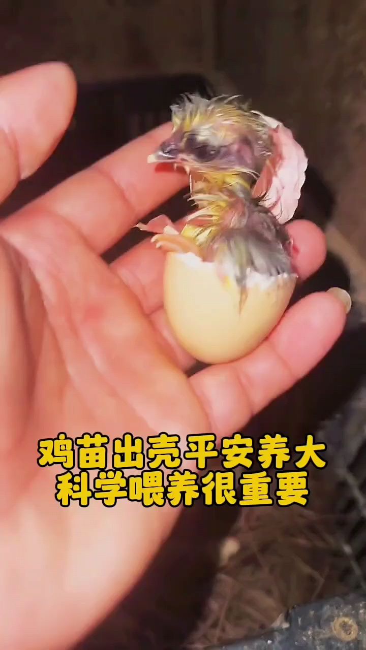 小鸡出壳后怎么喂