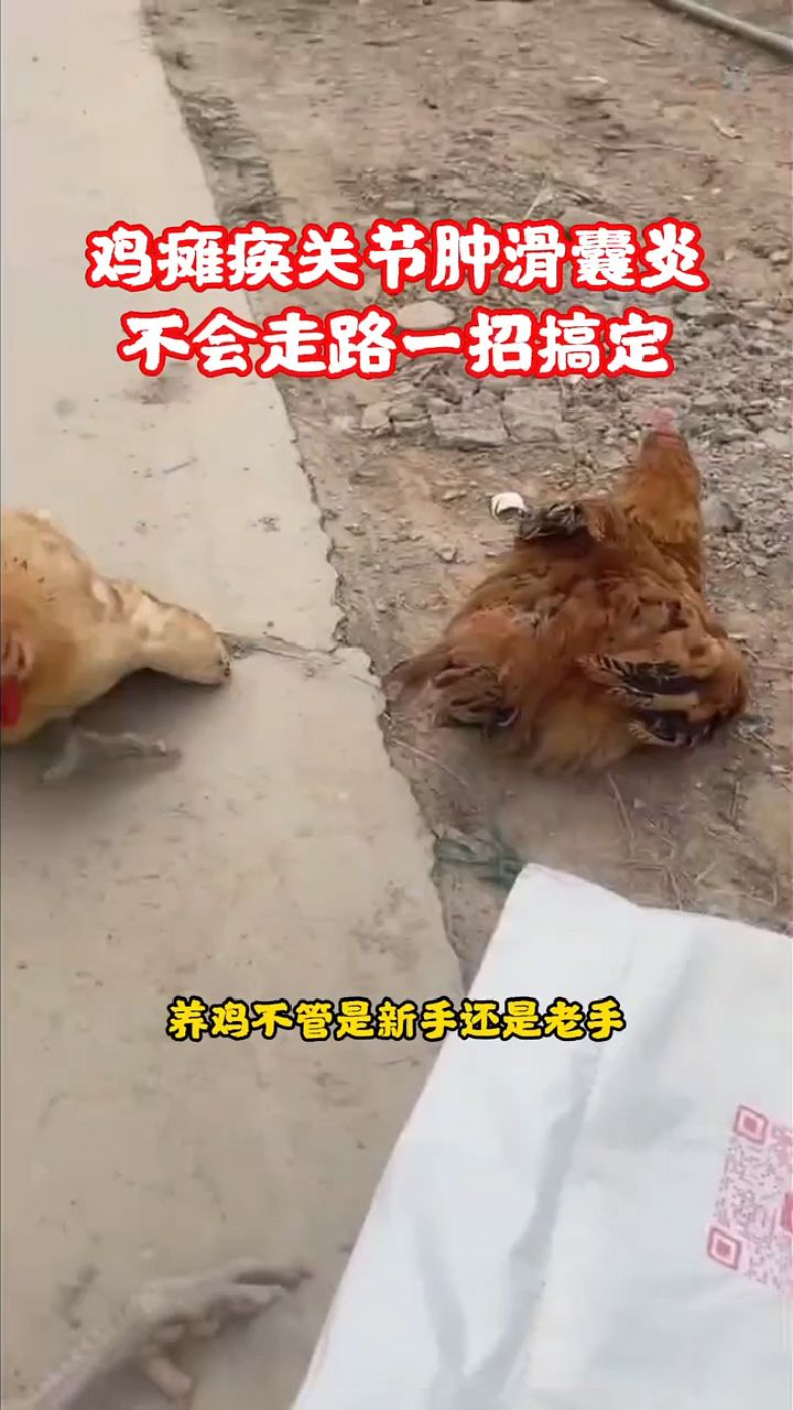 鸡鸭鹅腿瘸一招搞定