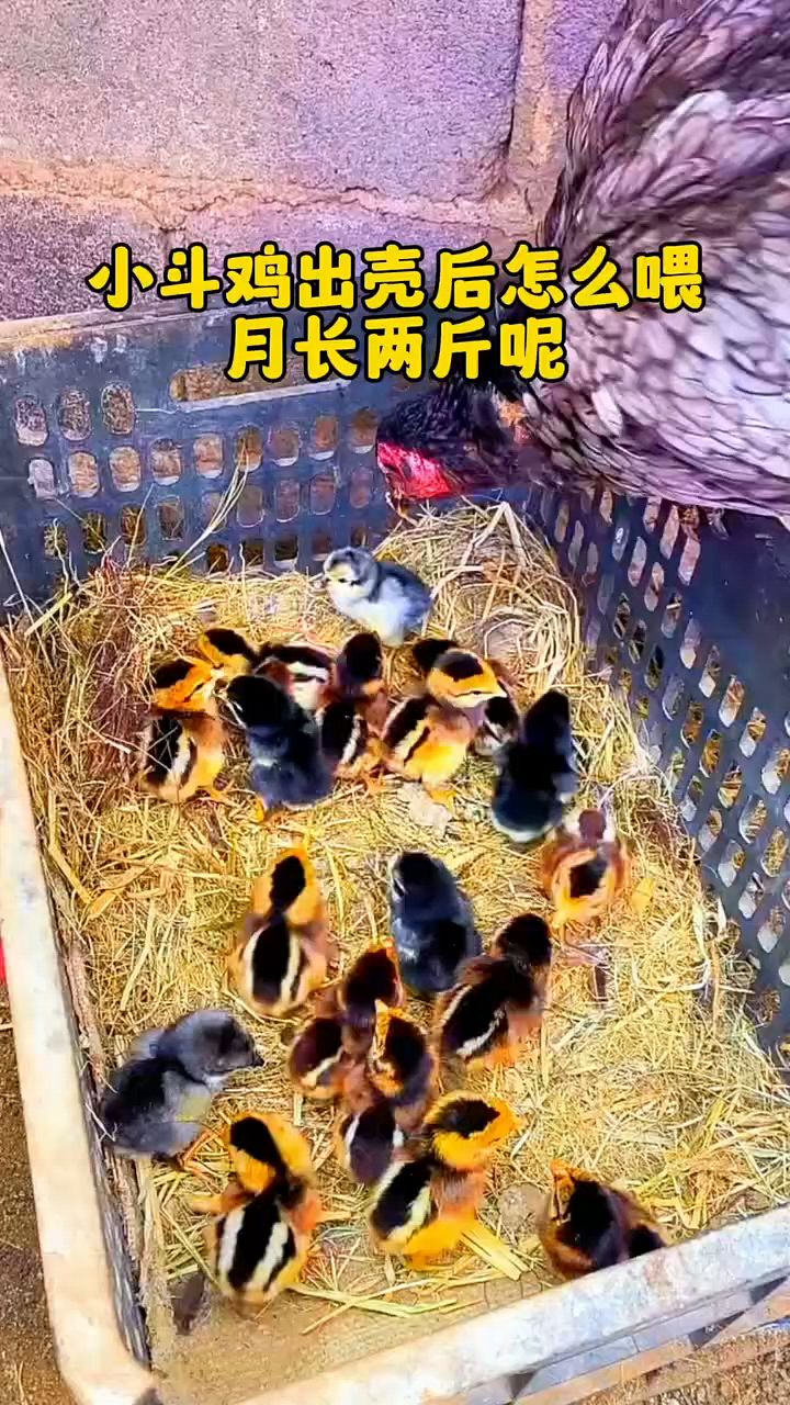小鸡出壳后怎么喂长得快