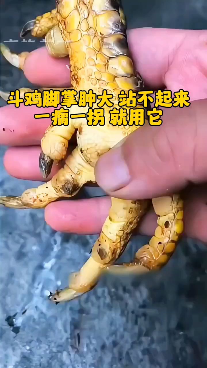 斗鸡脚掌肿大怎么办