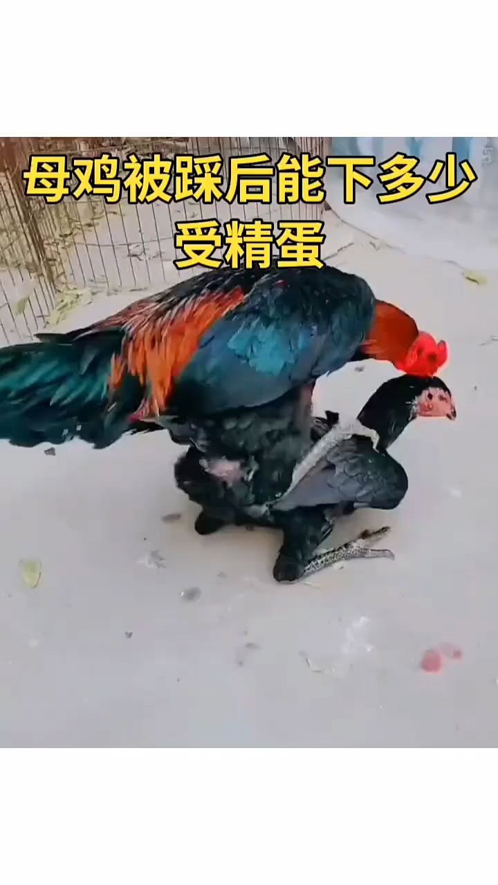 母鸡踩背后不下蛋