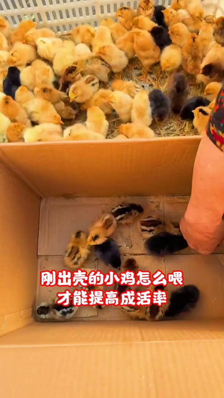 小鸡出壳这样喂长得好