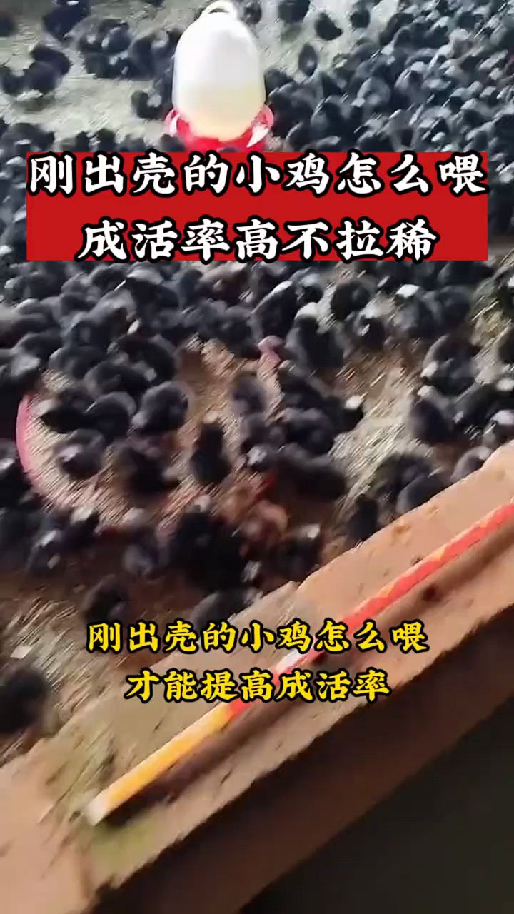 斗鸡出壳这么喂啊