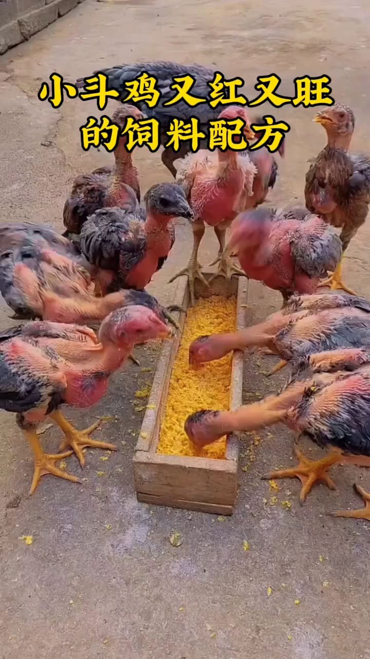 小斗鸡饲料配方这样喂