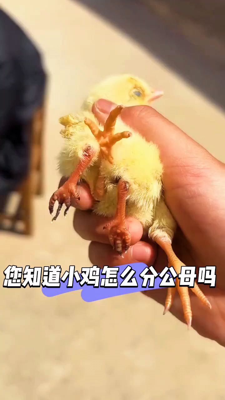 小鸡怎么分公母你知道吗