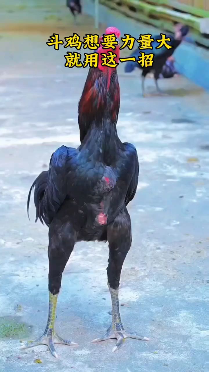 斗鸡力量大,马上用这招。
