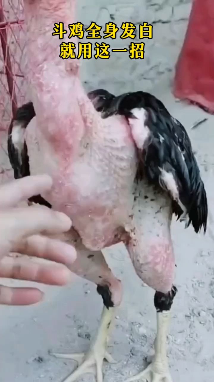 斗鸡发白马上用这个