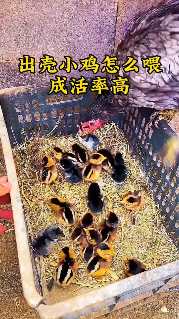 小鸡出壳后怎么喂?