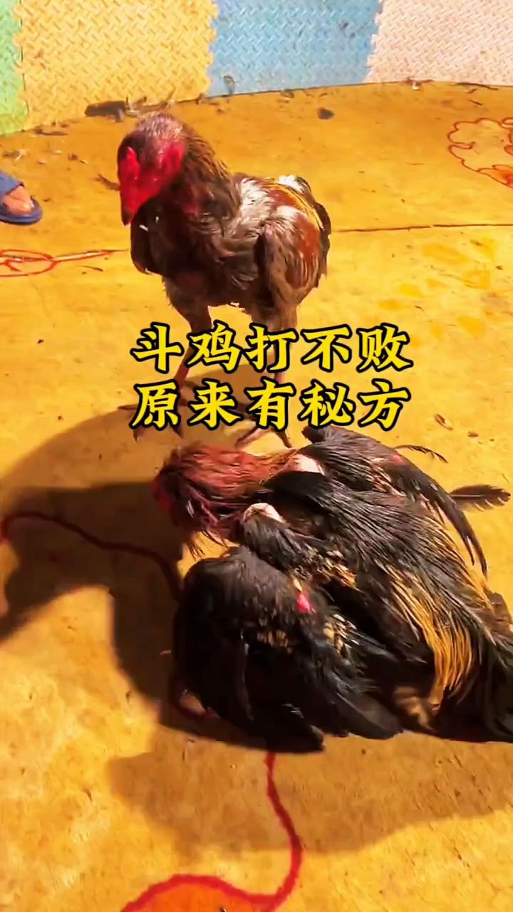 斗鸡打不败原来有秘方