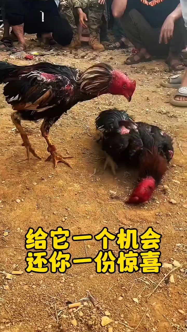 斗鸡这样喂厉害的很