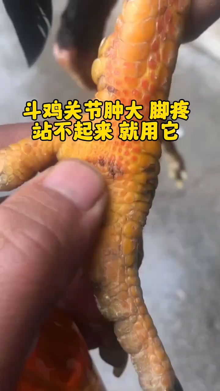 鸡鸭鹅脚掌肿大怎么办